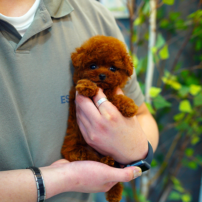 토이푸들(Toy Poodle)