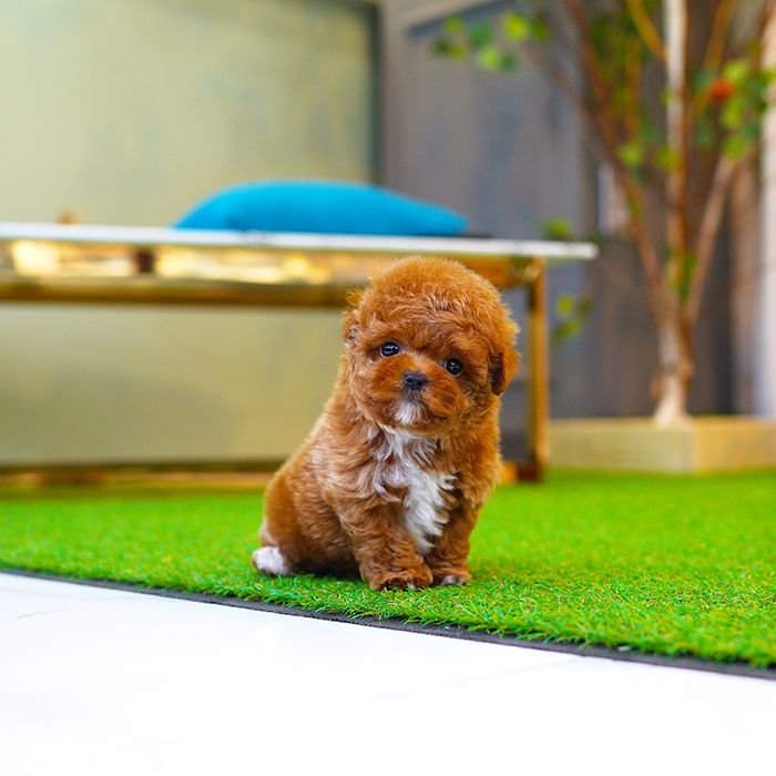 말티푸(Maltipoo)