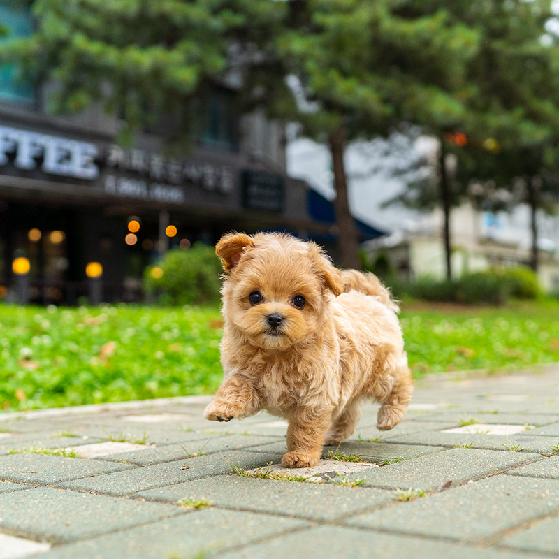 말티푸(Maltipoo)