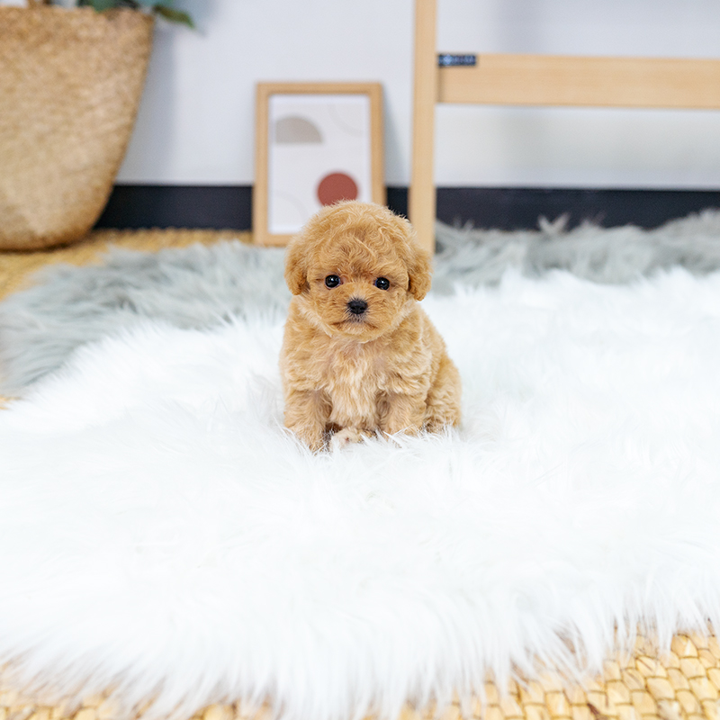 토이푸들(Toy Poodle)