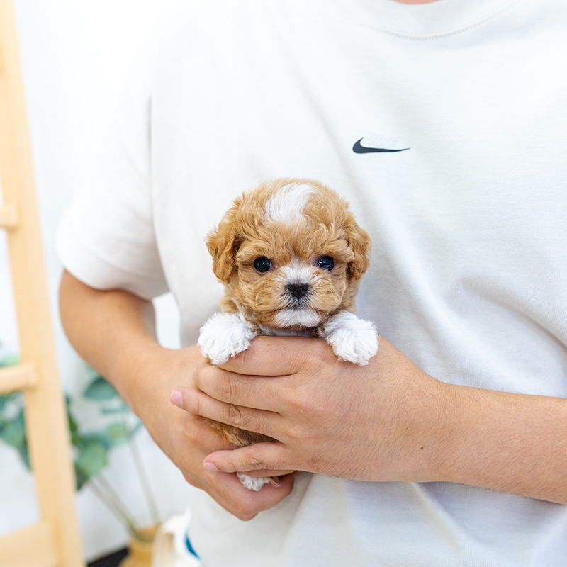 말티푸(Maltipoo)