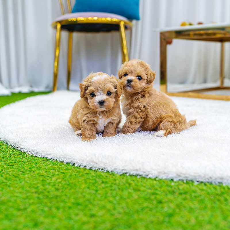 말티푸(Maltipoo)