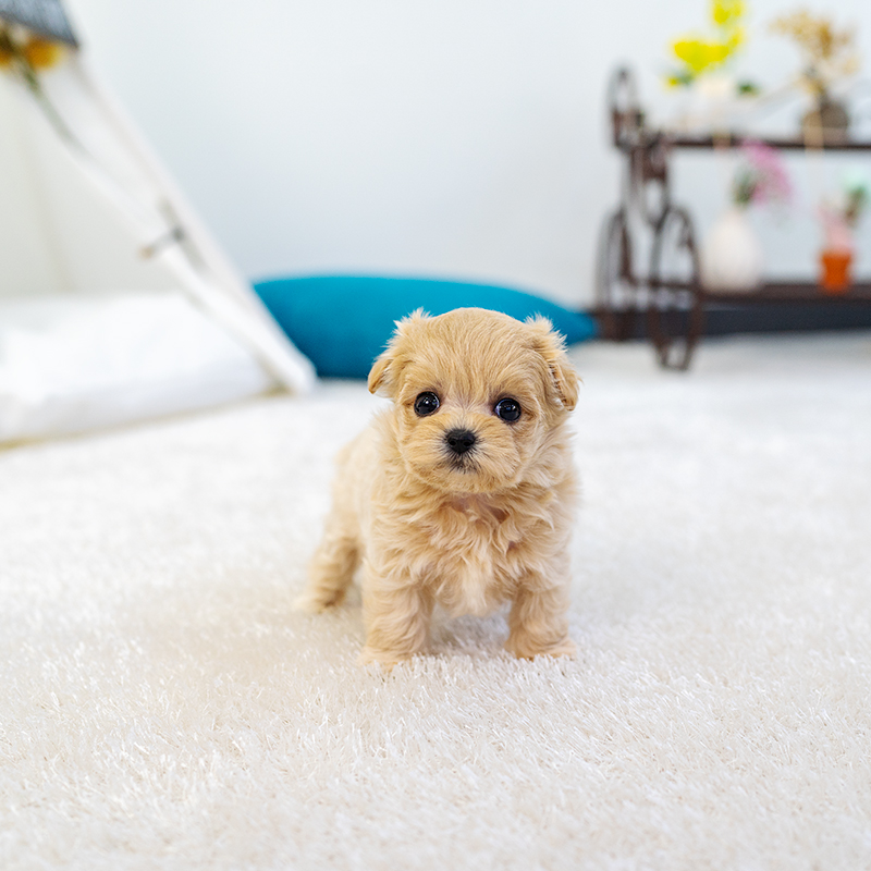 말티푸(Maltipoo)