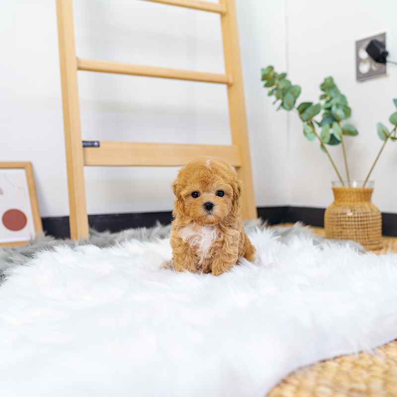 토이푸들(Toy Poodle)