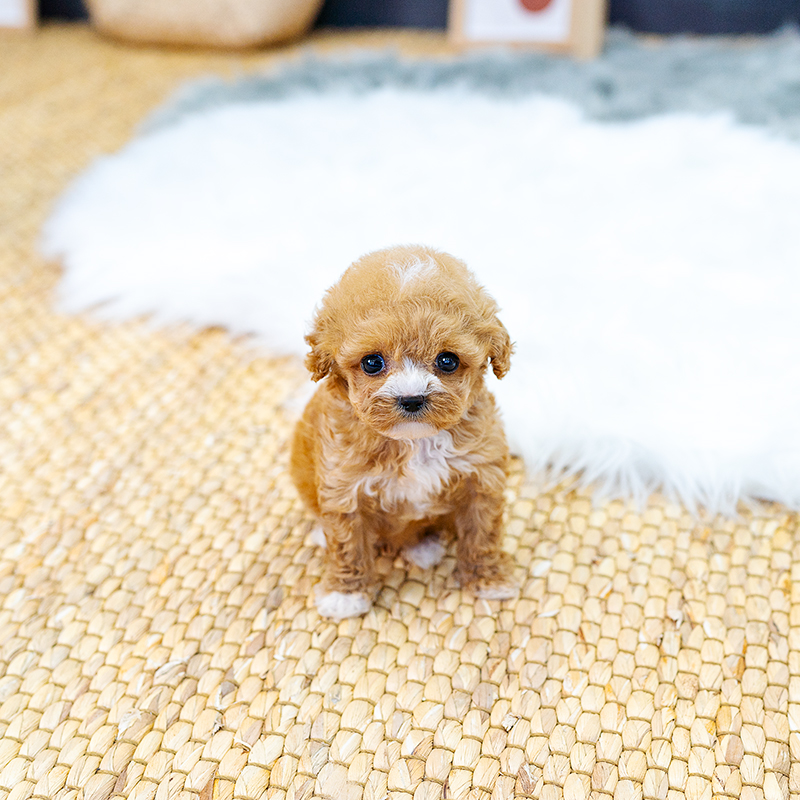토이푸들(Toy Poodle)