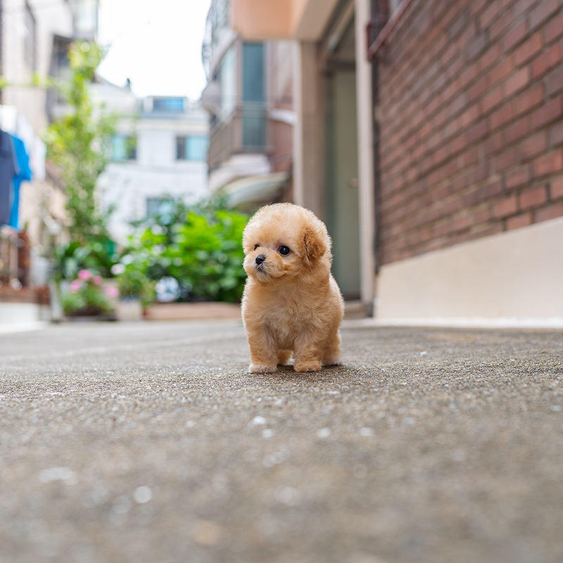 말티푸(Maltipoo)