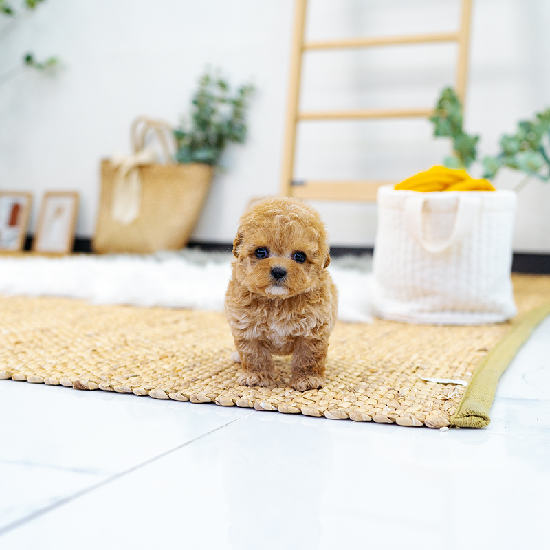 토이푸들(Toy Poodle)