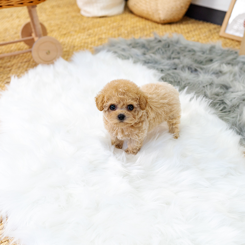 토이푸들(Toy Poodle)