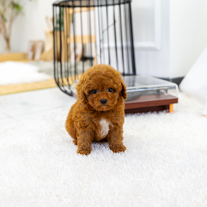 토이푸들(Toy Poodle)