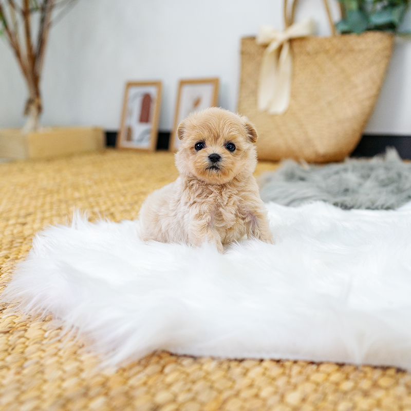 말티푸(Maltipoo)