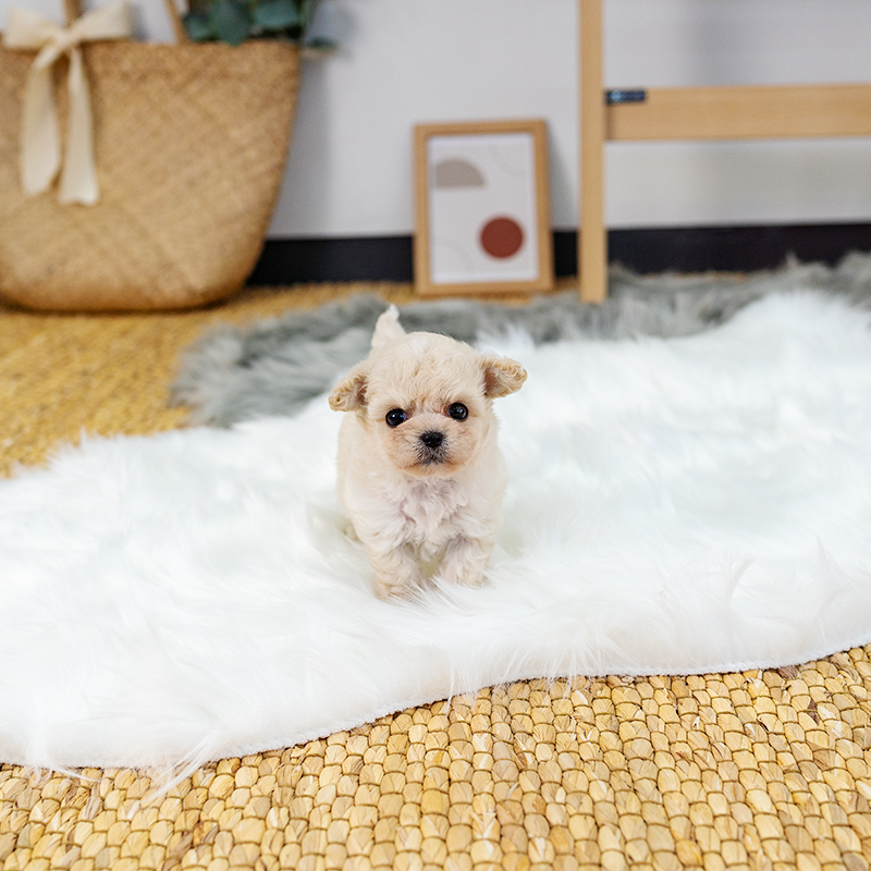 말티푸(Maltipoo)