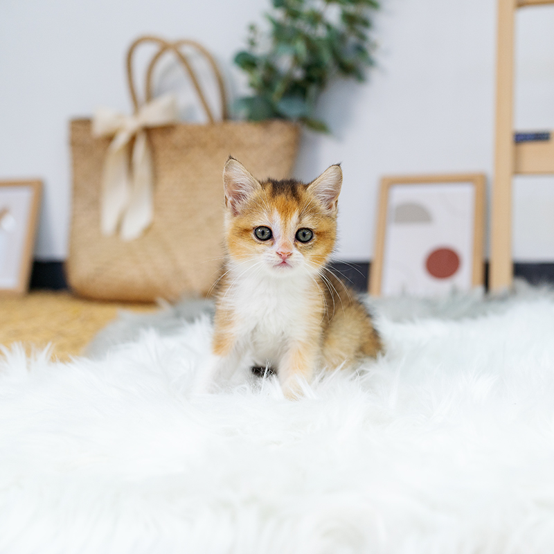 브리티시숏헤어(British Shorthair)