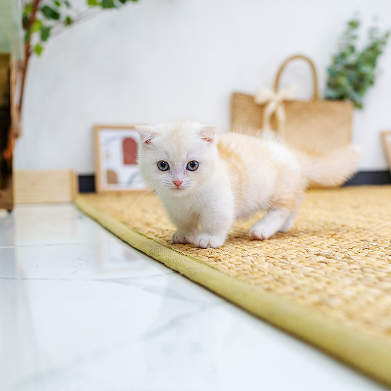 먼치킨(Munchkin)