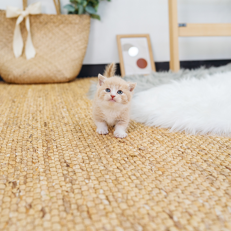 먼치킨(Munchkin)