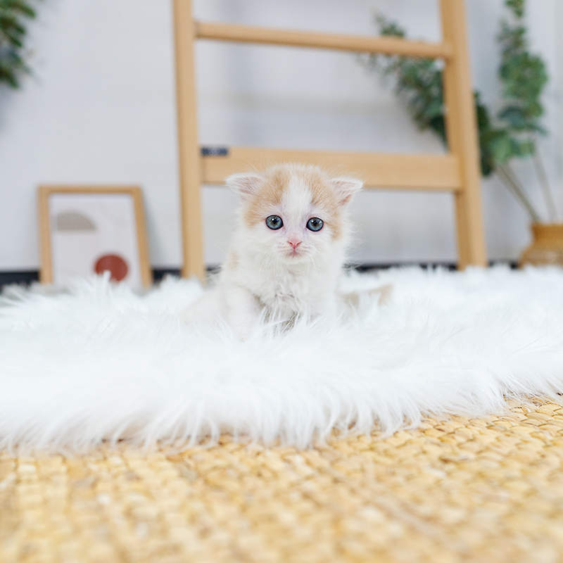 스코티쉬폴드(Scottish Fold)