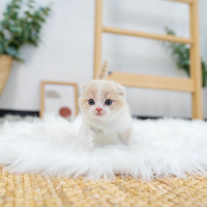스코티쉬폴드(Scottish Fold)