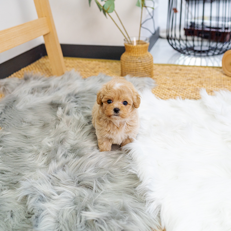 말티푸(Maltipoo)