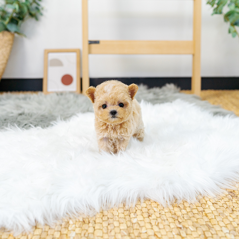 말티푸(Maltipoo)