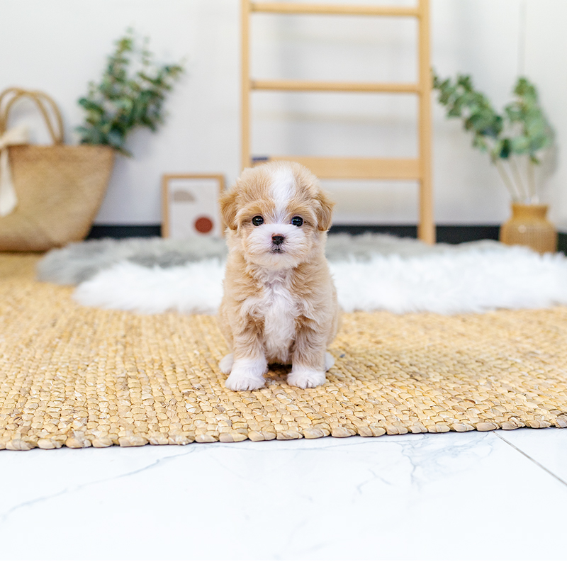 말티푸(Maltipoo)