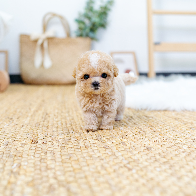 말티푸(Maltipoo)