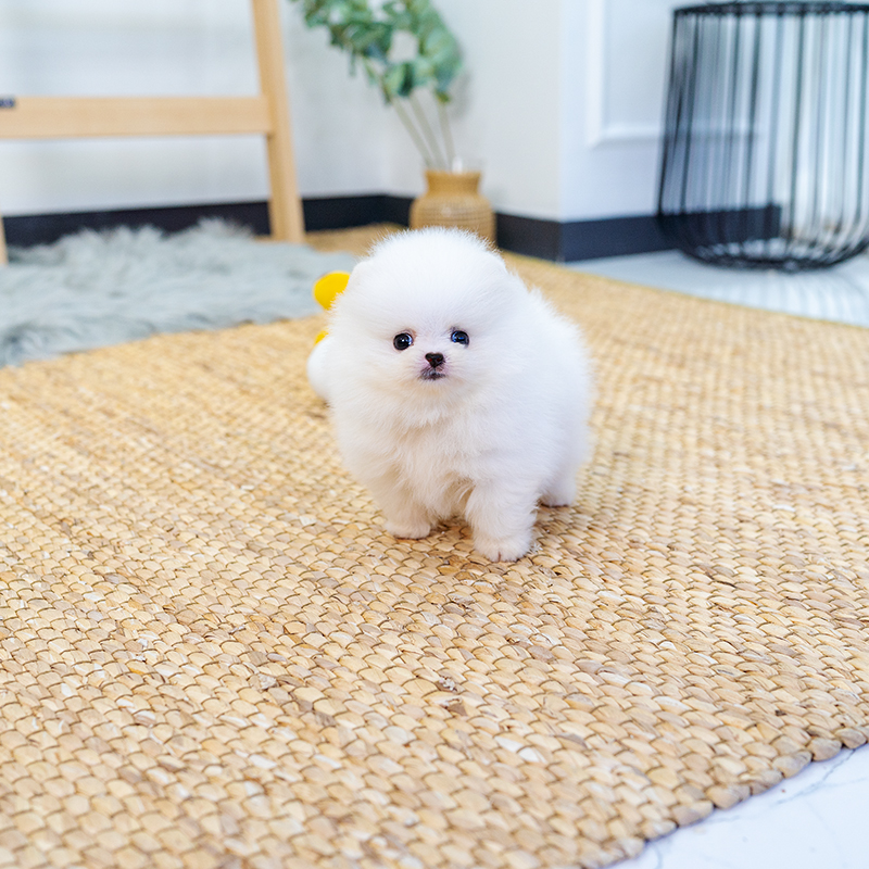 포메라니안(Pomeranian)