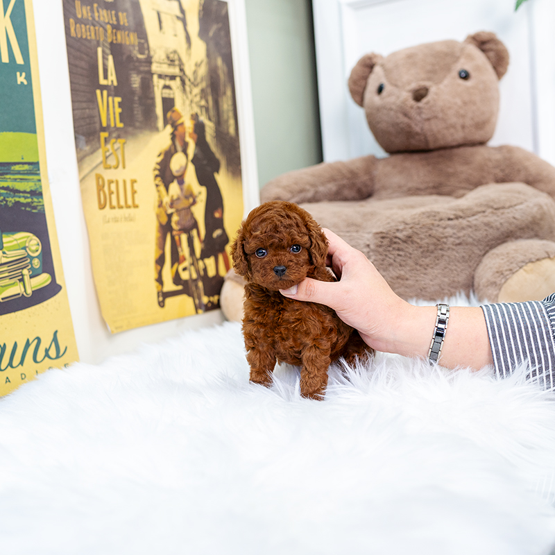 토이푸들(Toy Poodle)