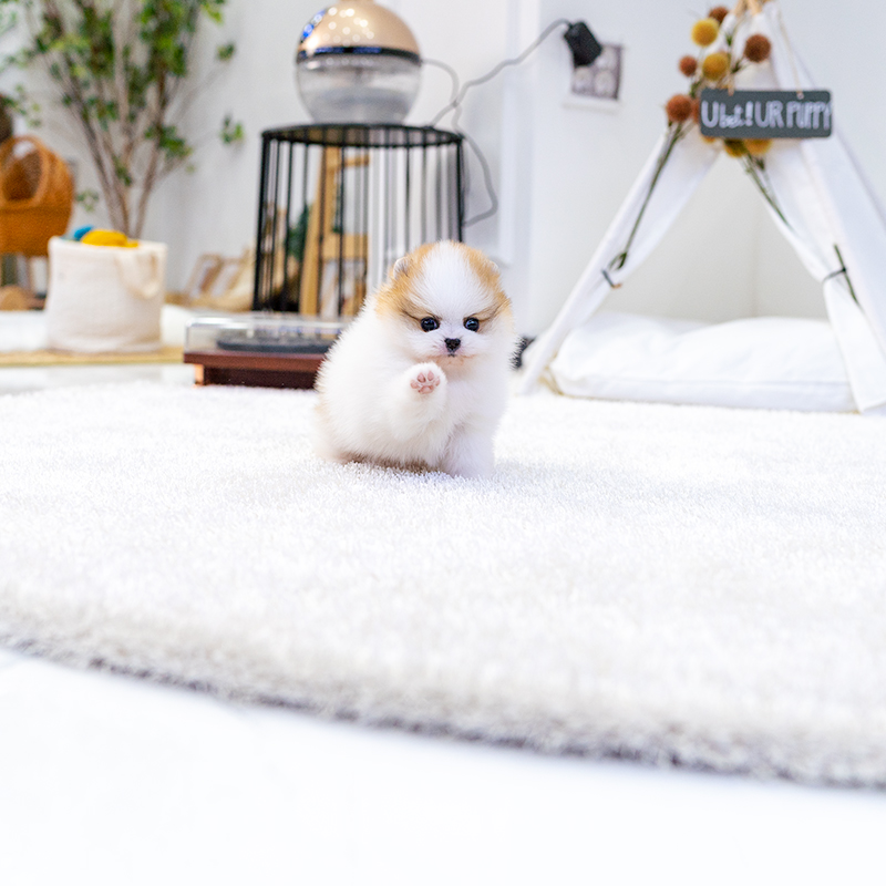 포메라니안(Pomeranian)