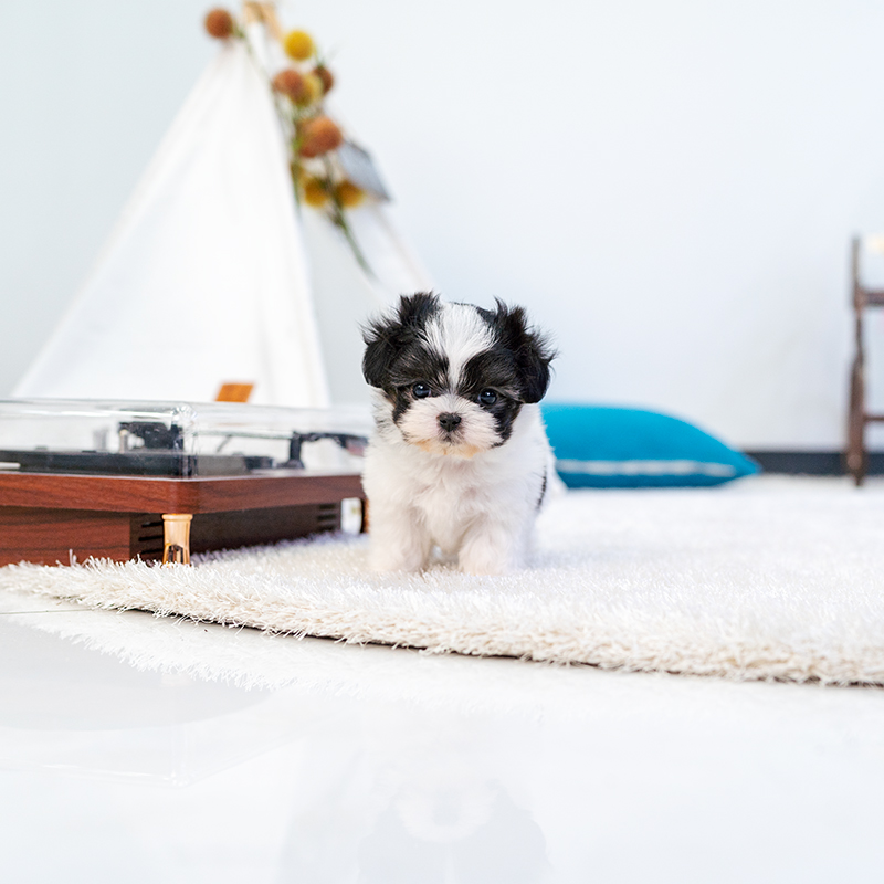 말티푸(Maltipoo)