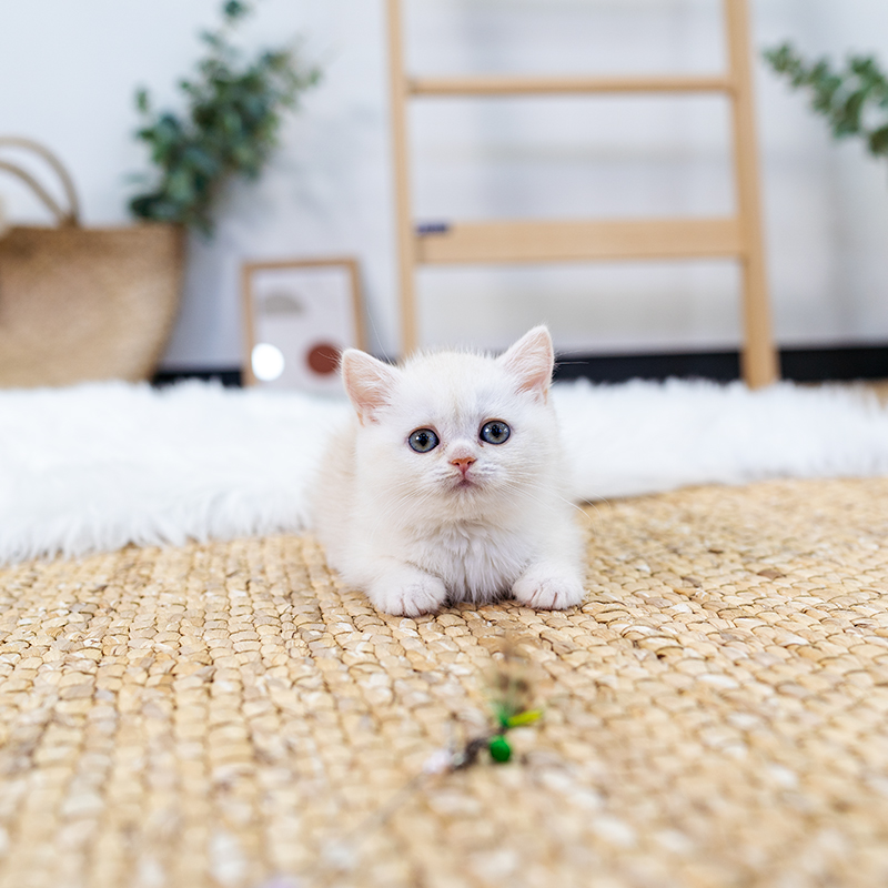 브리티시숏헤어(British Shorthair)
