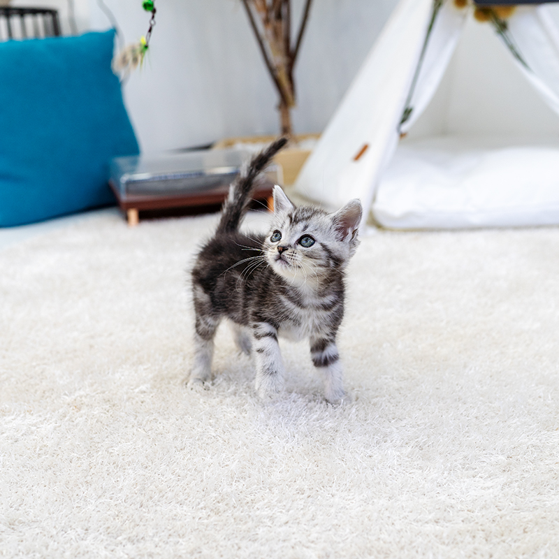 아메리칸숏헤어(American shorthair)