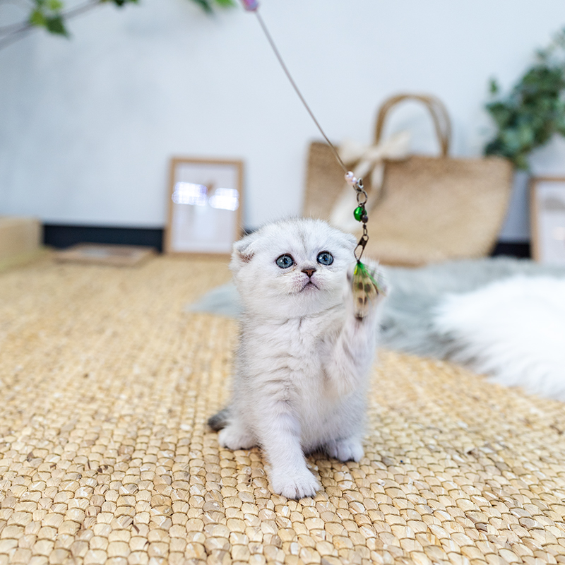 스코티쉬폴드(Scottish Fold)