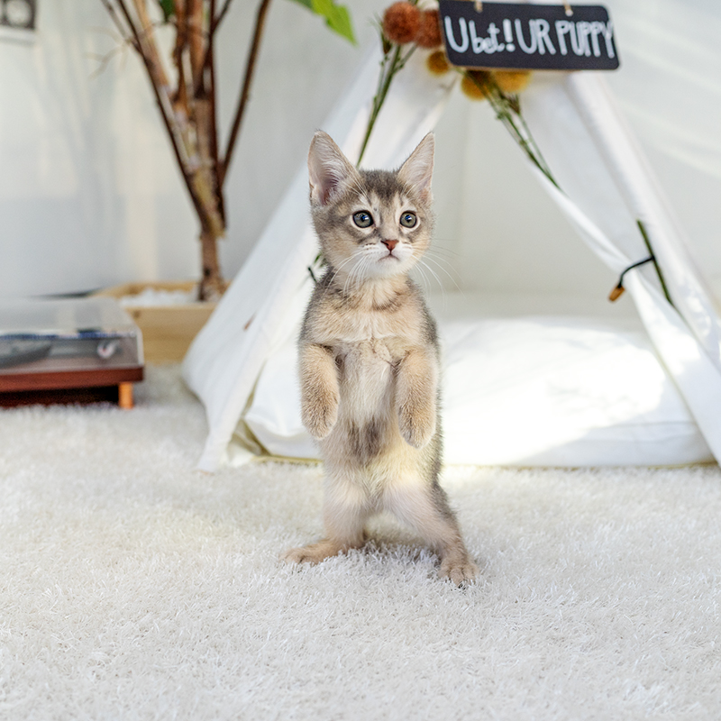 아비시니안(Abyssinian)