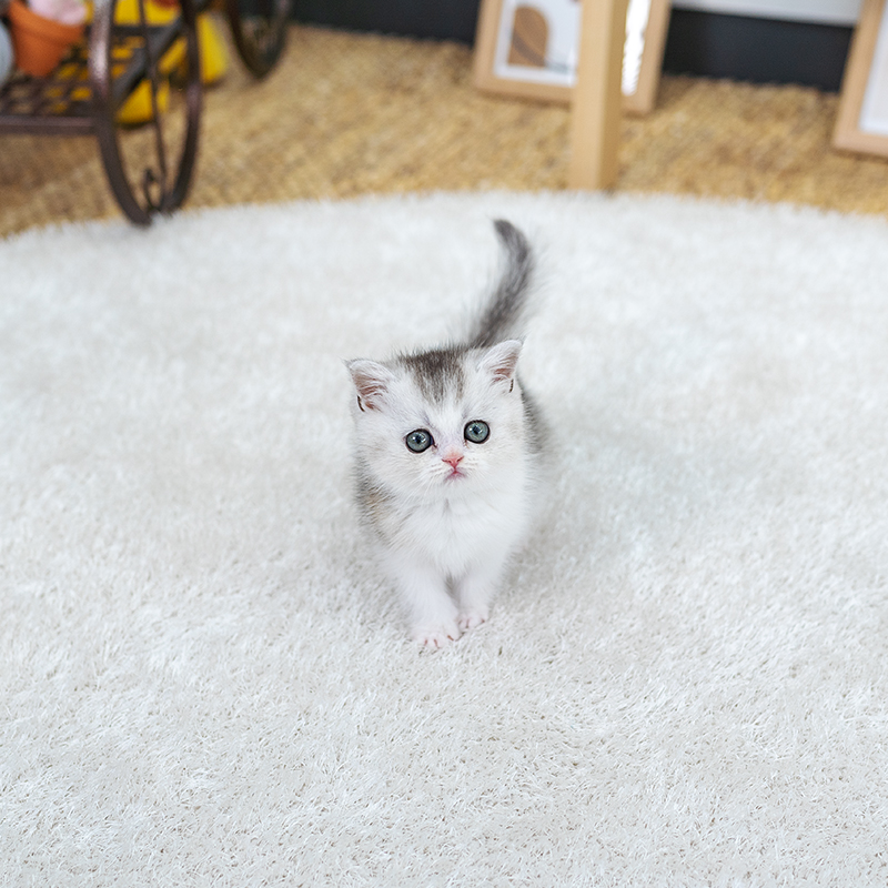 브리티시숏헤어(British Shorthair)