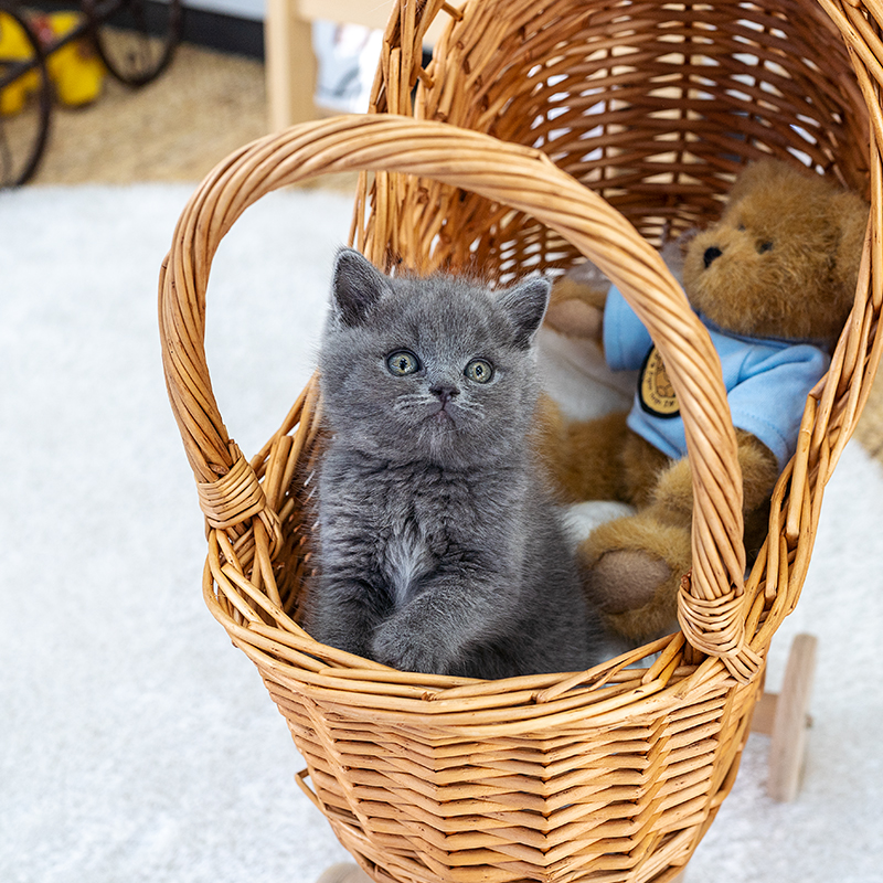 브리티시숏헤어(British Shorthair)