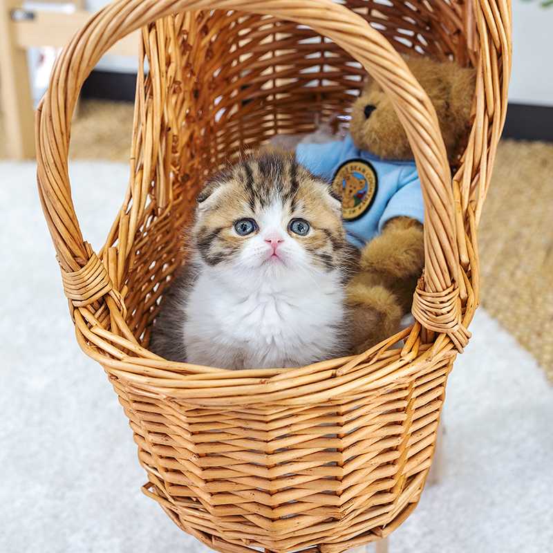 스코티쉬폴드(Scottish Fold)