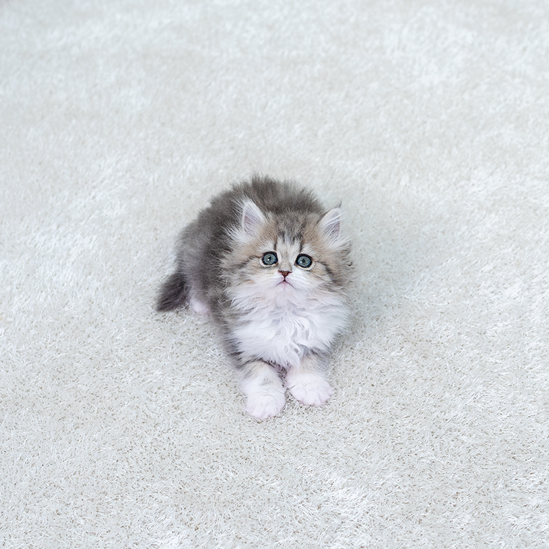 브리티시숏헤어(British Shorthair)