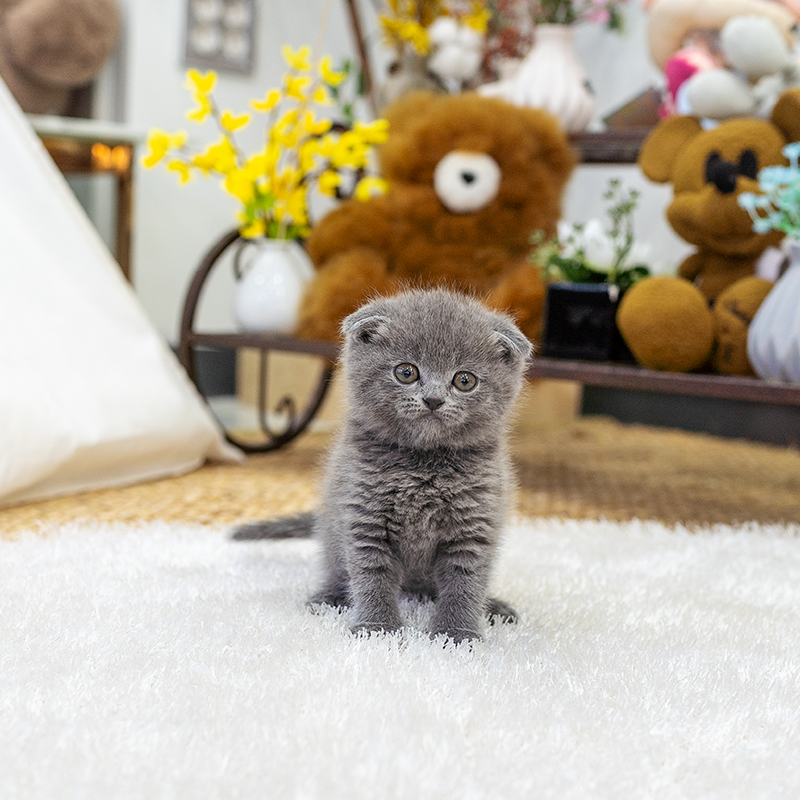 스코티쉬폴드(Scottish Fold)