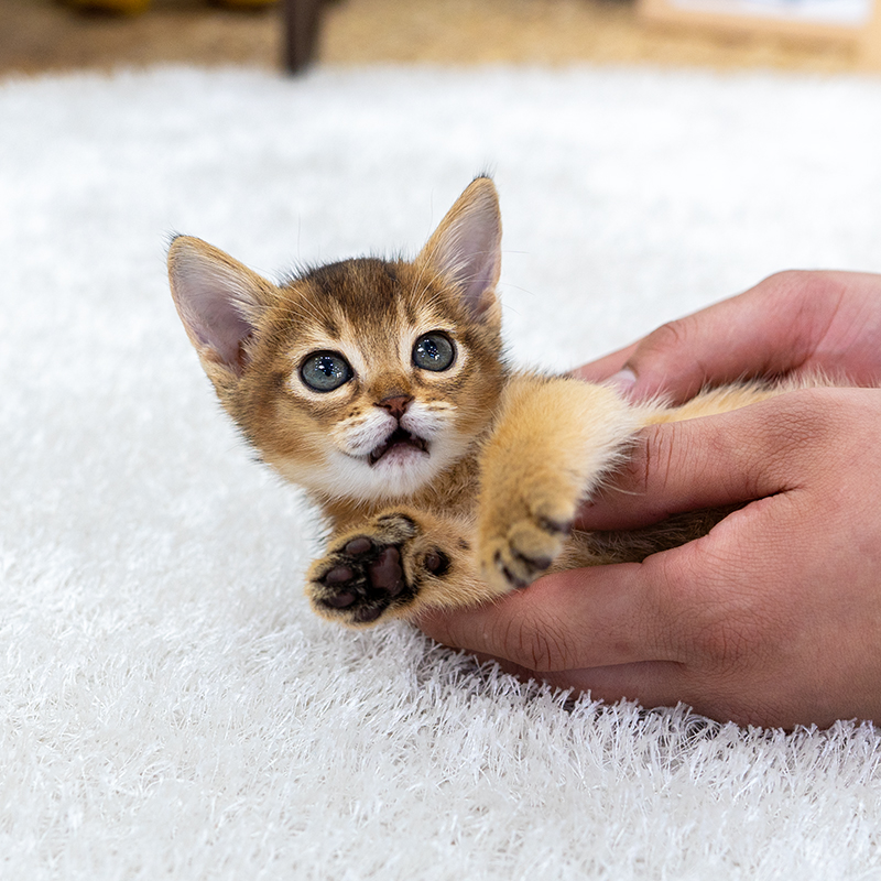 아비시니안(Abyssinian)