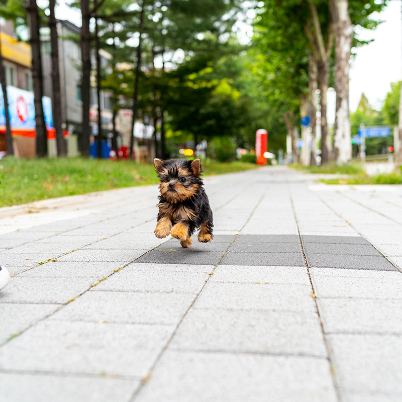 요크셔테리어(Yorkshire Terrier)