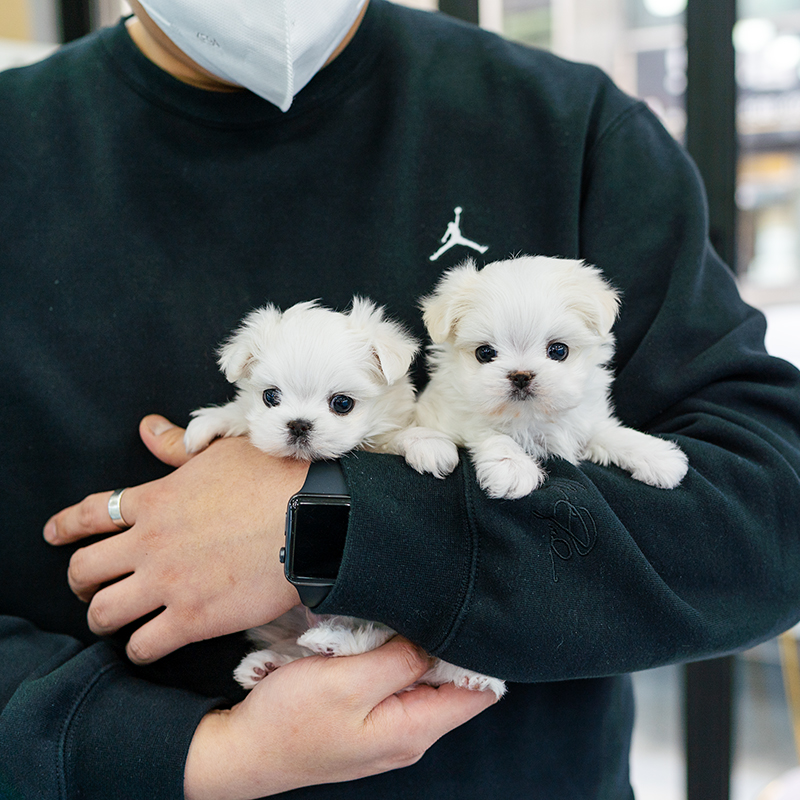 말티즈(Maltese)
