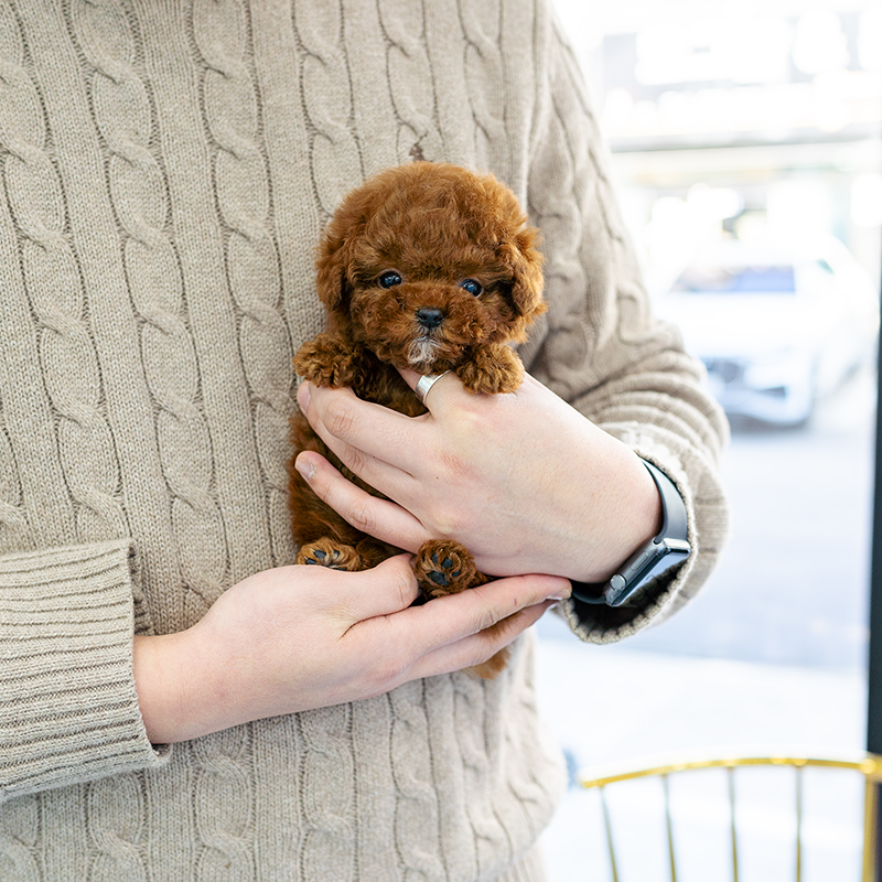 토이푸들(Toy Poodle)