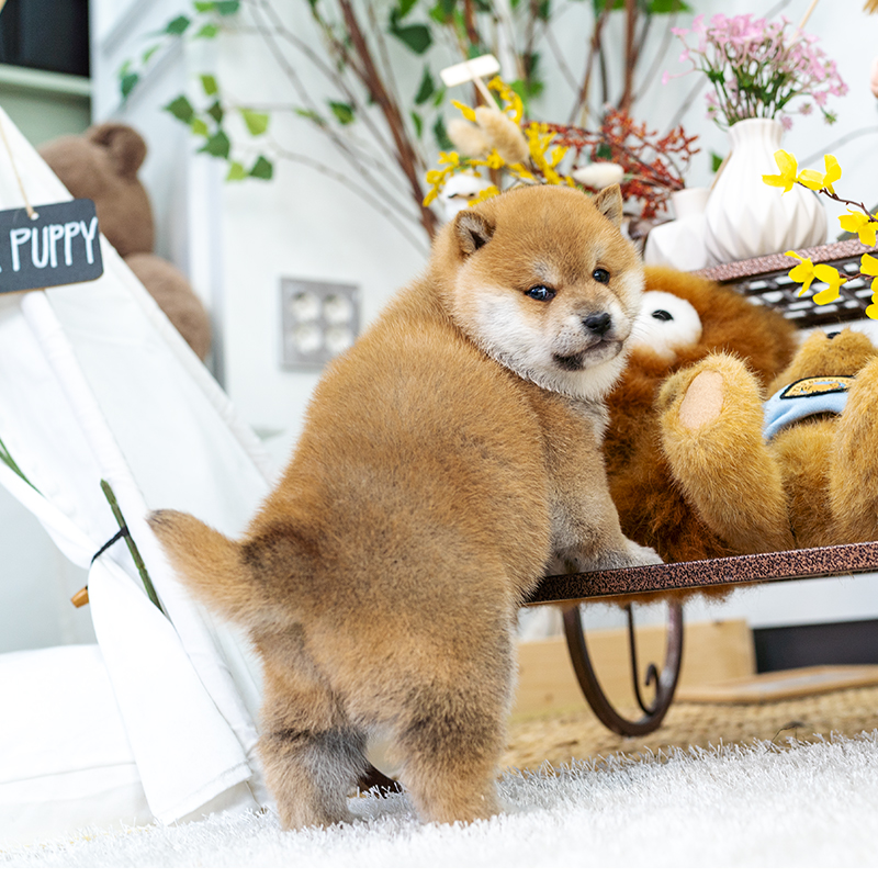 시바이누(Shiba Inu)