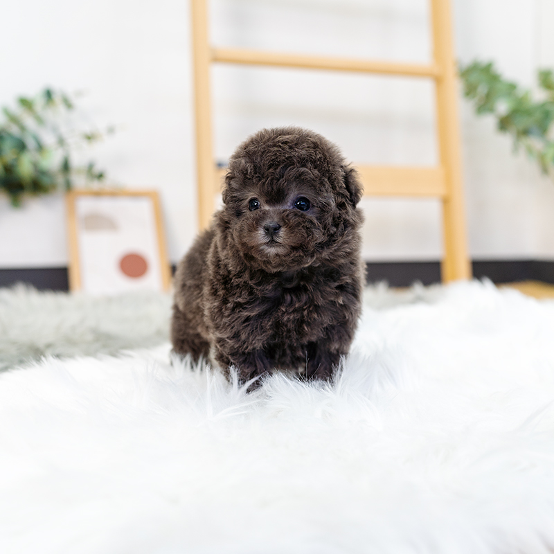 토이푸들(Toy Poodle)