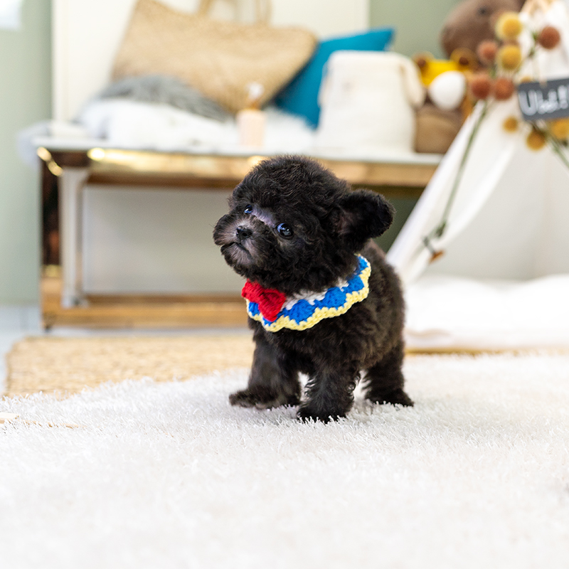 토이푸들(Toy Poodle)