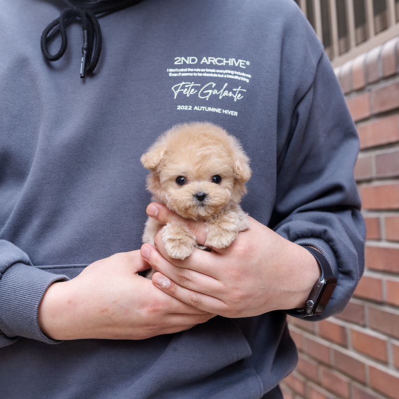 토이푸들(Toy Poodle)