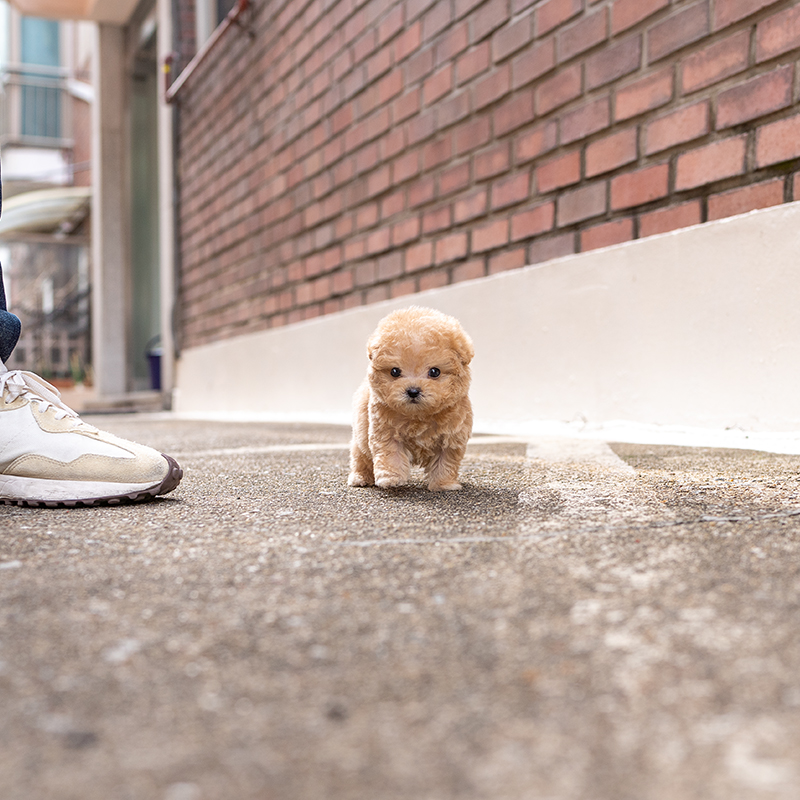 토이푸들(Toy Poodle)