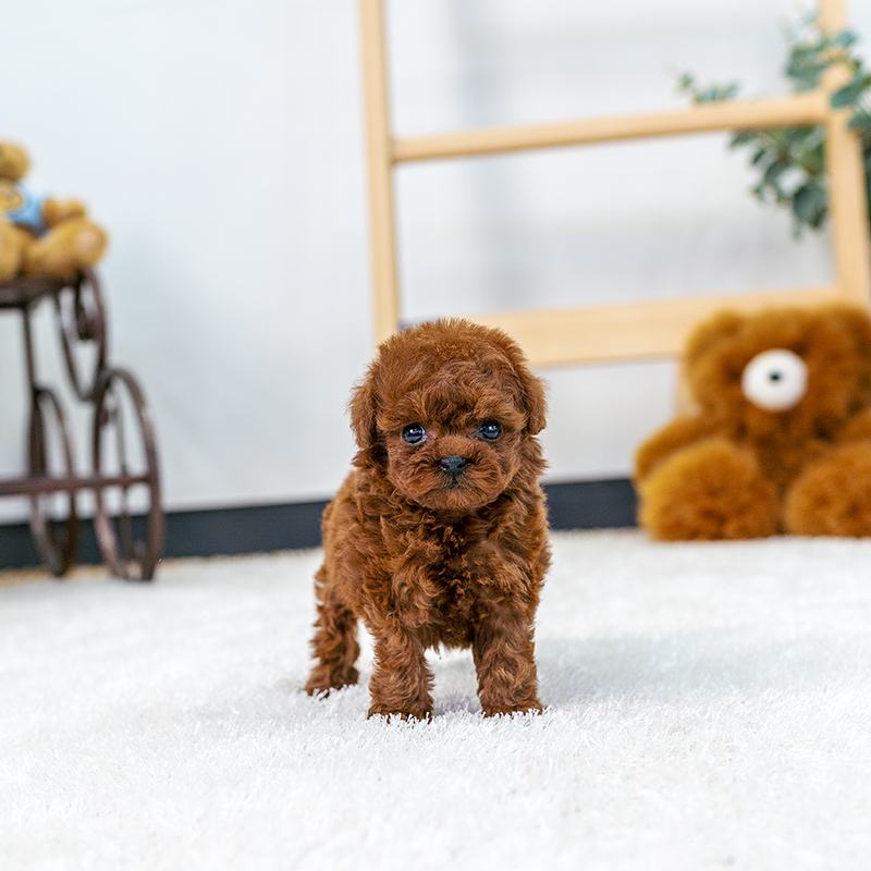 토이푸들(Toy Poodle)