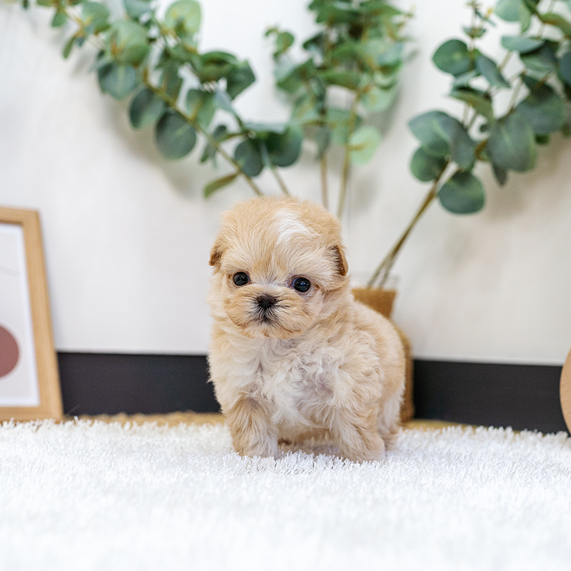 말티푸(Maltipoo)