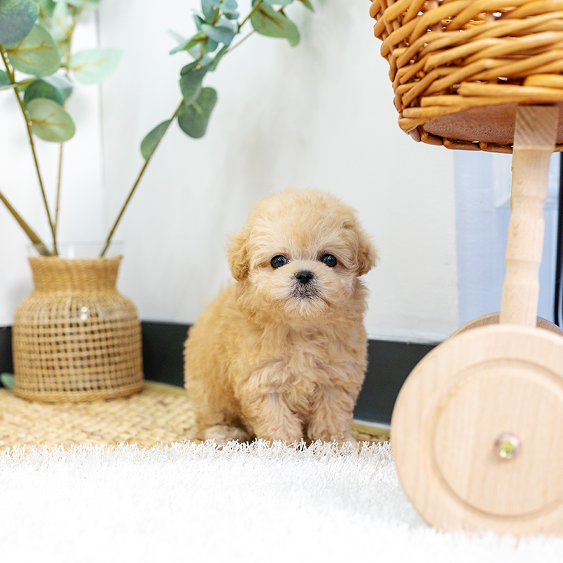 토이푸들(Toy Poodle)