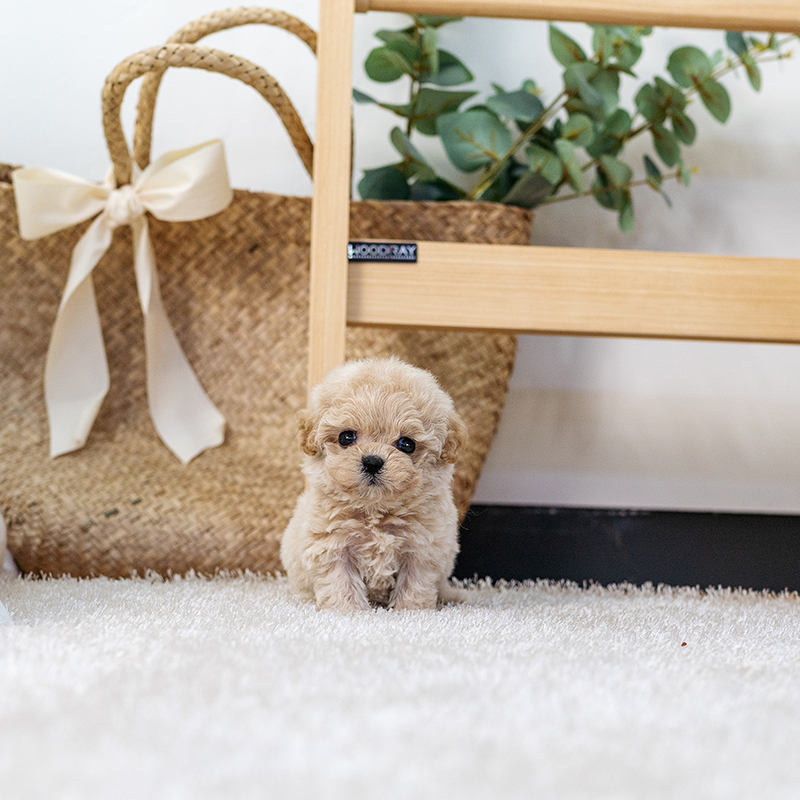 토이푸들(Toy Poodle)